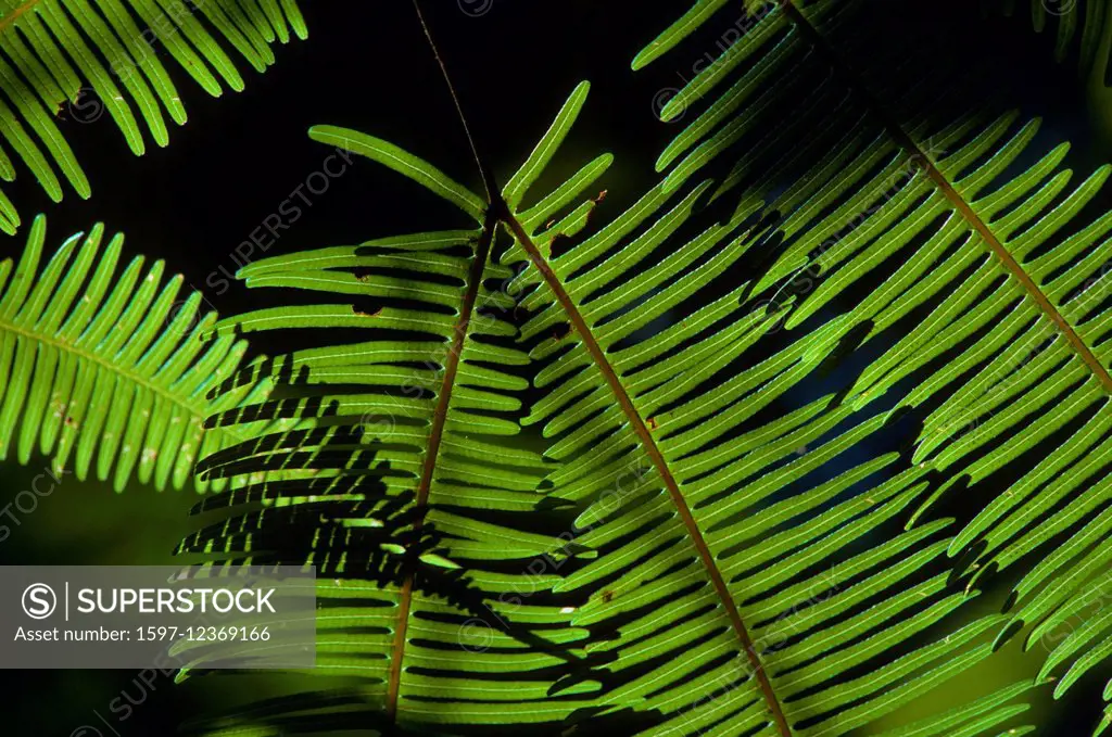 Gleichenia, Gleichenia truncata, Gleicheniaceae, fern, plant, leafs, Singapore