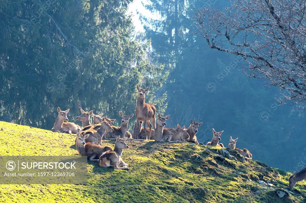 Red deer, antlers, Germany, Cervids, Cervus elaphus, deer, hoofed animals, phloem, antlers, animals, wild animals, spring, alp