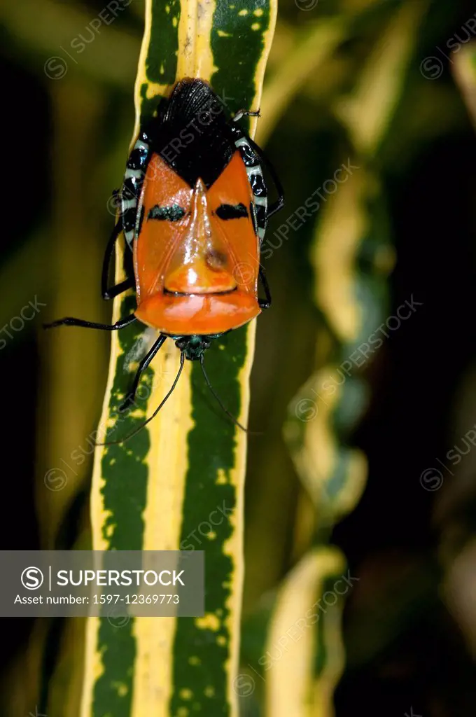 Orange, Human Face, Stink, bug, Thailand, Punaise, insect, bug, catacantus incarnatus, vertical