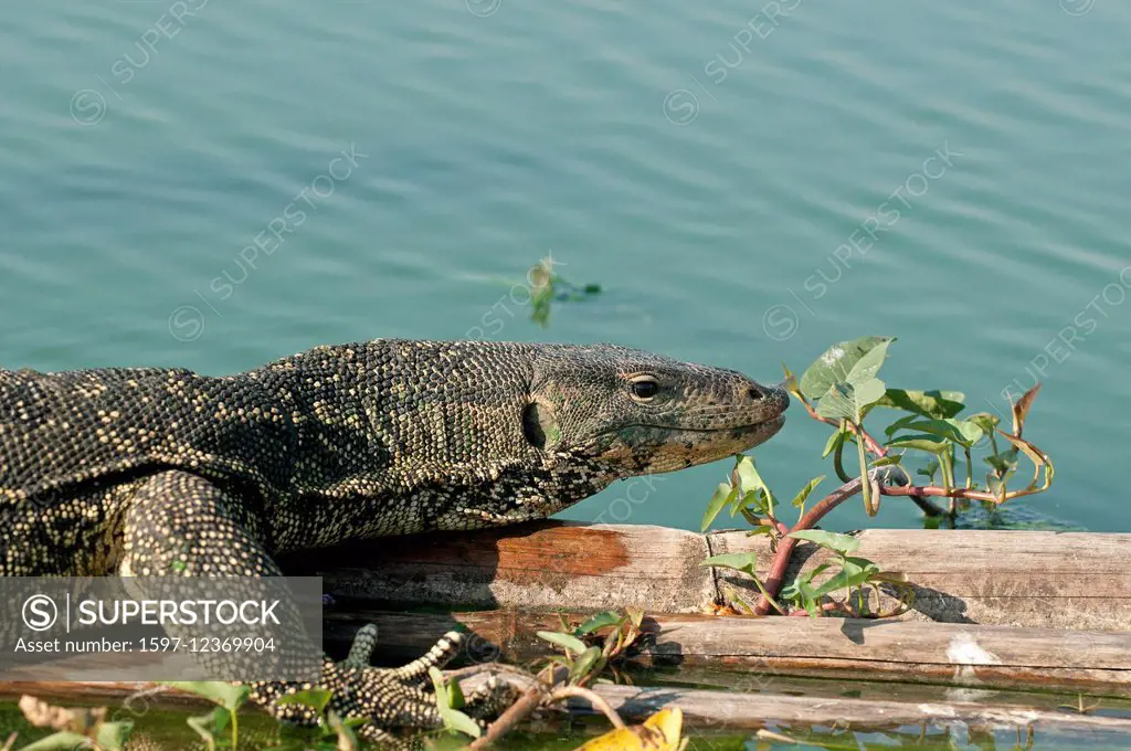 Water monitor lizard, Thailand, lizard, animal, reptile, portrait, varanus salvator