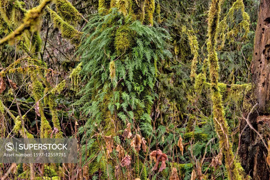 temperate rainforest in the USA