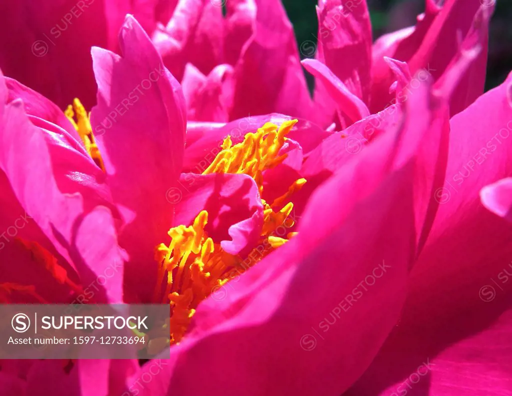 Red peony petals