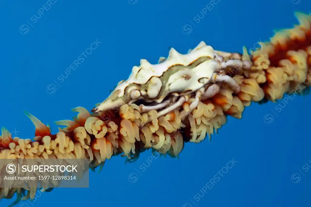 Wire Coral Spider Crab, Xenocarcinus conicus, Komodo National Park, Indonesia