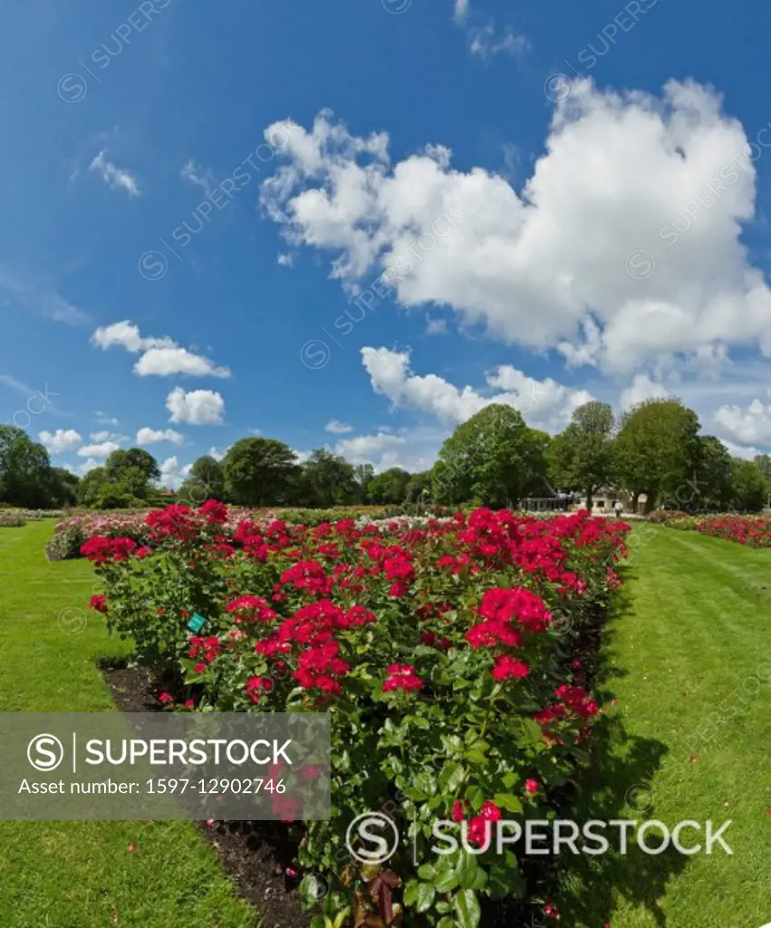 Holland, Europe, Scheveningen, Zuid-Holland, Netherlands, landscape, flowers, summer, Rose garden