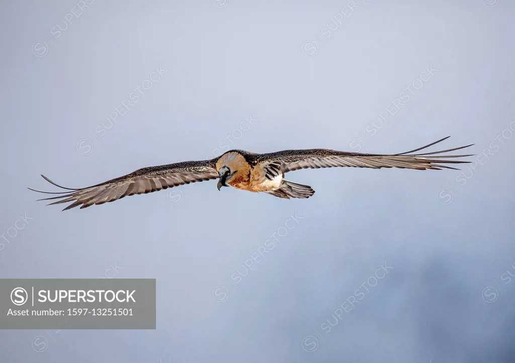 Gypaetus barbatus, ossifrage, lammergeier, Old World vulture