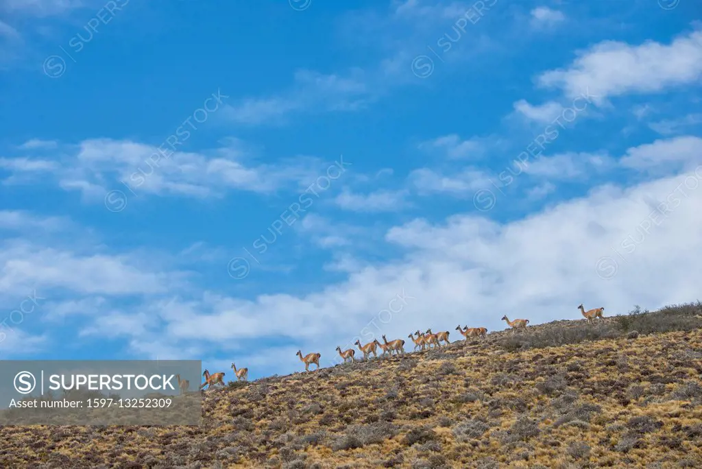 South America, Argentina, Santa Cruz, Patagonia, Cueva de los Manos, herd of Guanacos, Guanacos, Lama guanicoe