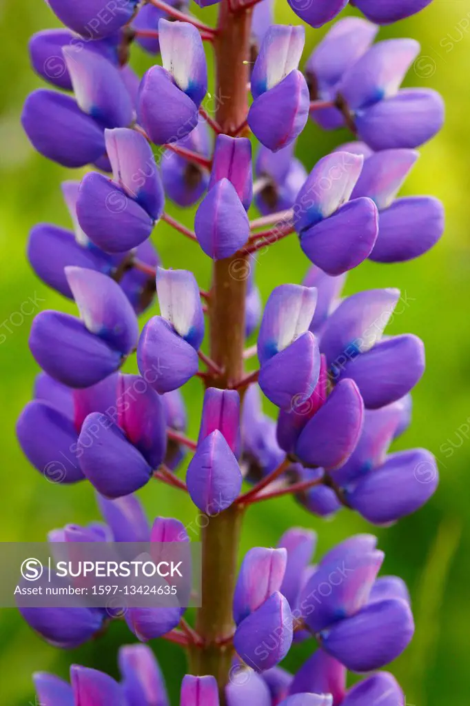 large leaved lupin, Lupinus polyphyllus, Switzerland