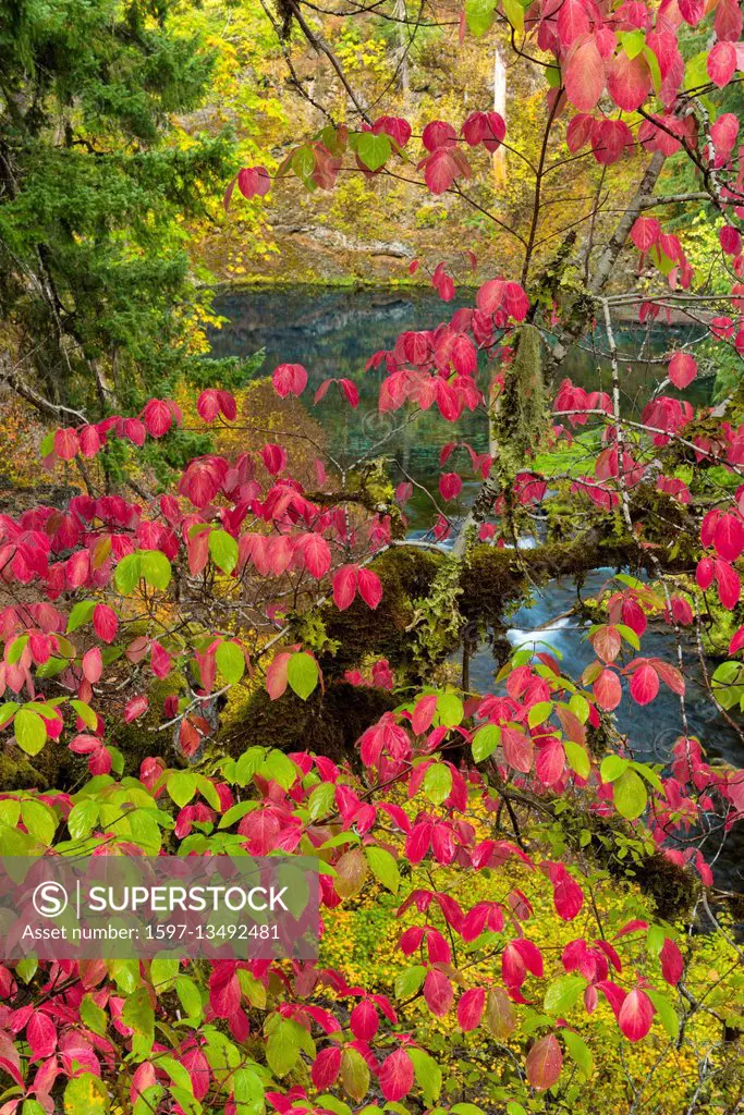 Oregon, Willamette National Forest, Blue Pool on the McKenzie River, Tamolitch Pool,