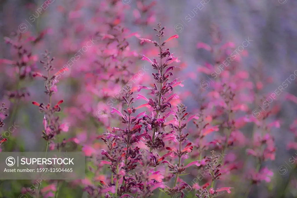 Oregon, Bend, garden