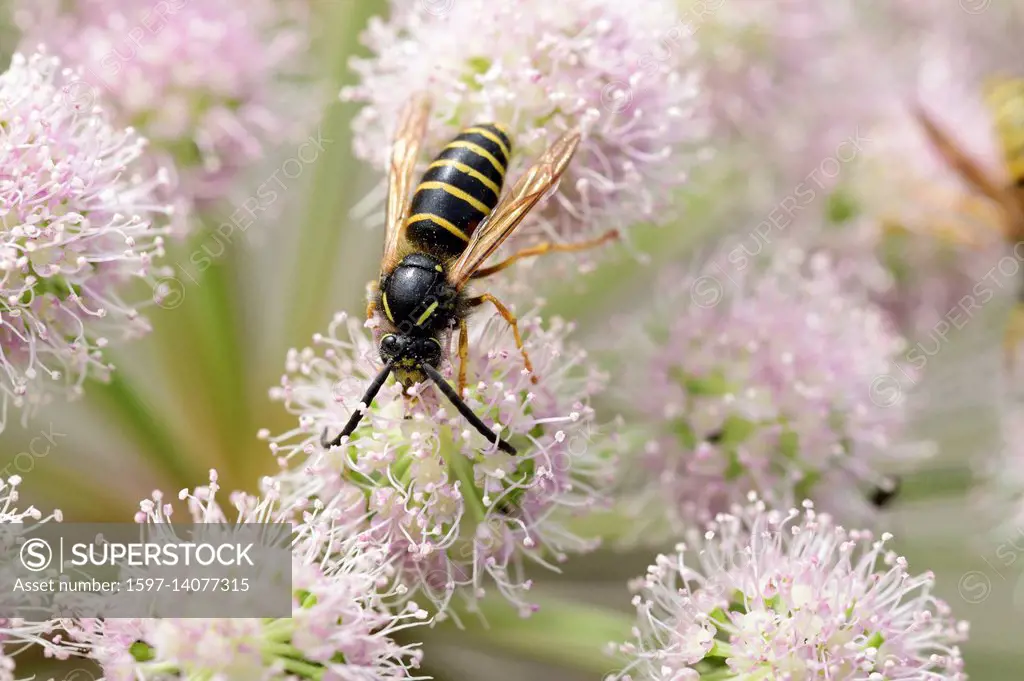 Mittlere Wespe, Dolichovespula media, Vespidae, Wespe, Insekt, Tier, Wilde Brustwurz, Brustwurz, Angelica sylvestris, Apiaceae, Blüten, Pflanze, Val M...