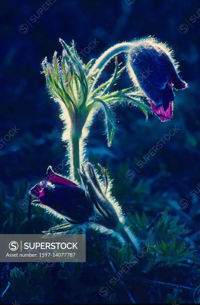 Berg-Anemone, Pulsatilla montana, Ranunculaceae, Anemone, Blume, Blüten, Pflanze, Ausserberg, Kanton Wallis, Schweiz