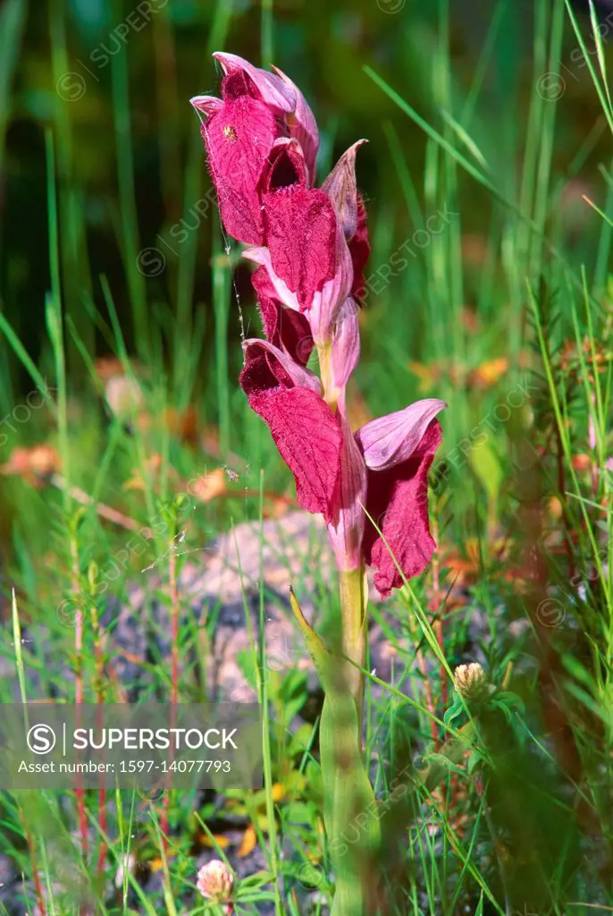 Herzförmiger Zungenstendel, Serapias cordigera. Orchidaceae, Zungenstendel, Orchidee, Blume, Blüten, Pflanze, Korsika, Frankreich