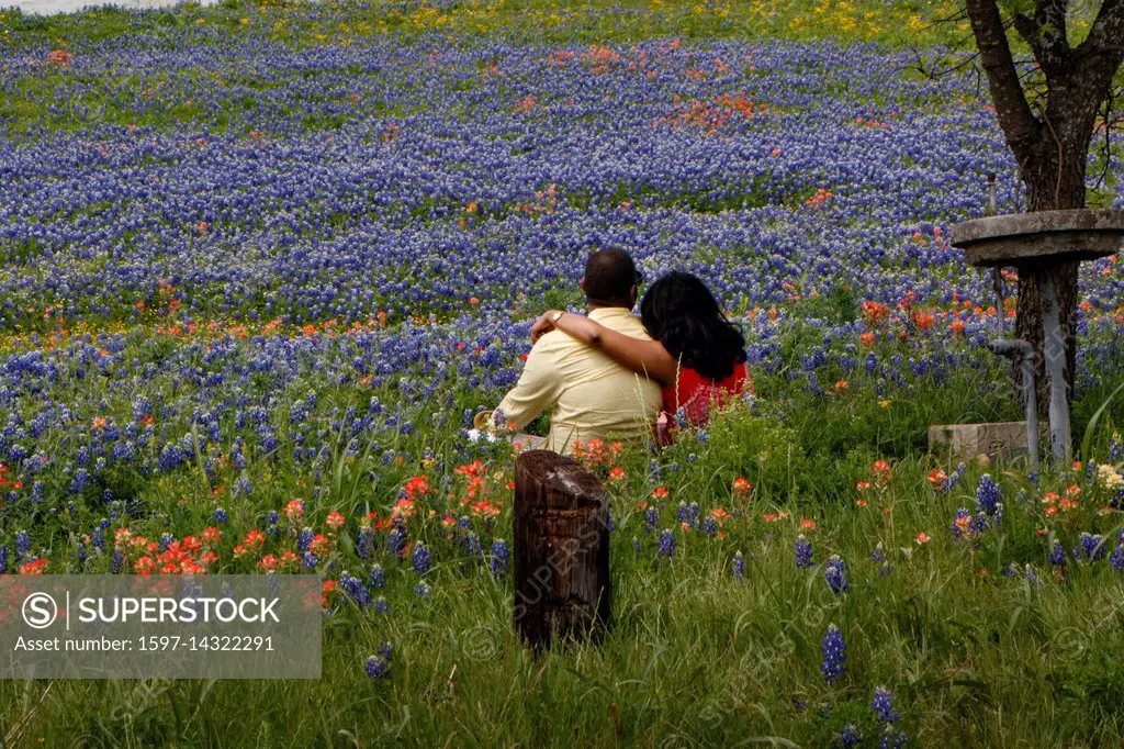 African American, Castilleja, Ennis, Lake Bardwell, Lupinus texensis, Meadow View Nature Area, Texas, USA, black couple, bluebonnets, friendship, indi...