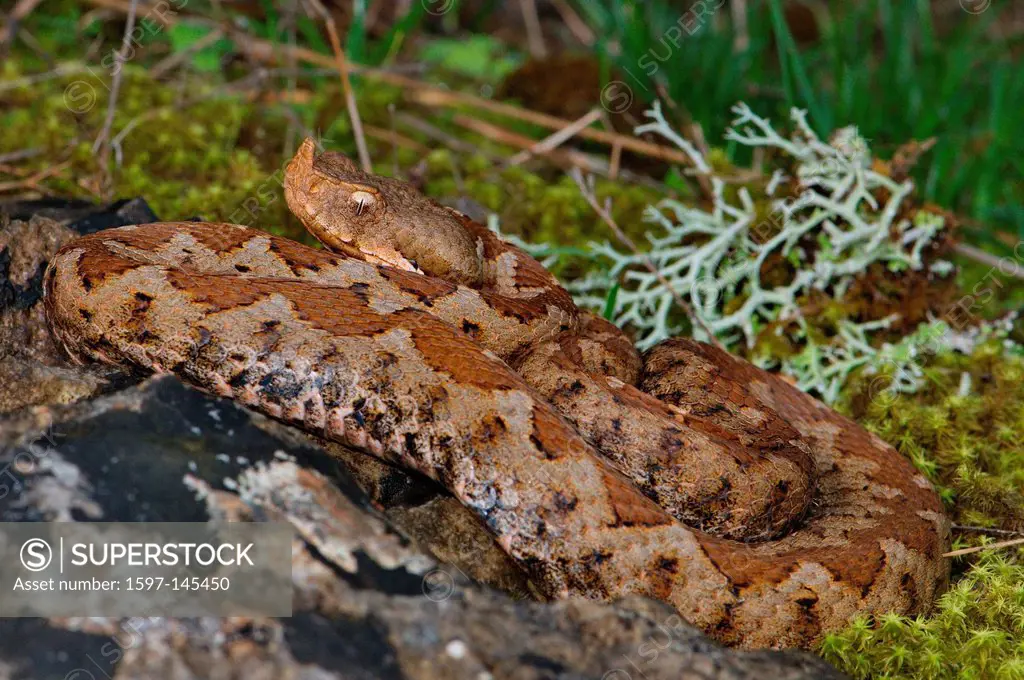 viper, vipers, adder, adders, nose_horned viper, Vipera ammodytes meridionalis, snake, snakes, reptile, reptiles, general view, protected, endangered,...