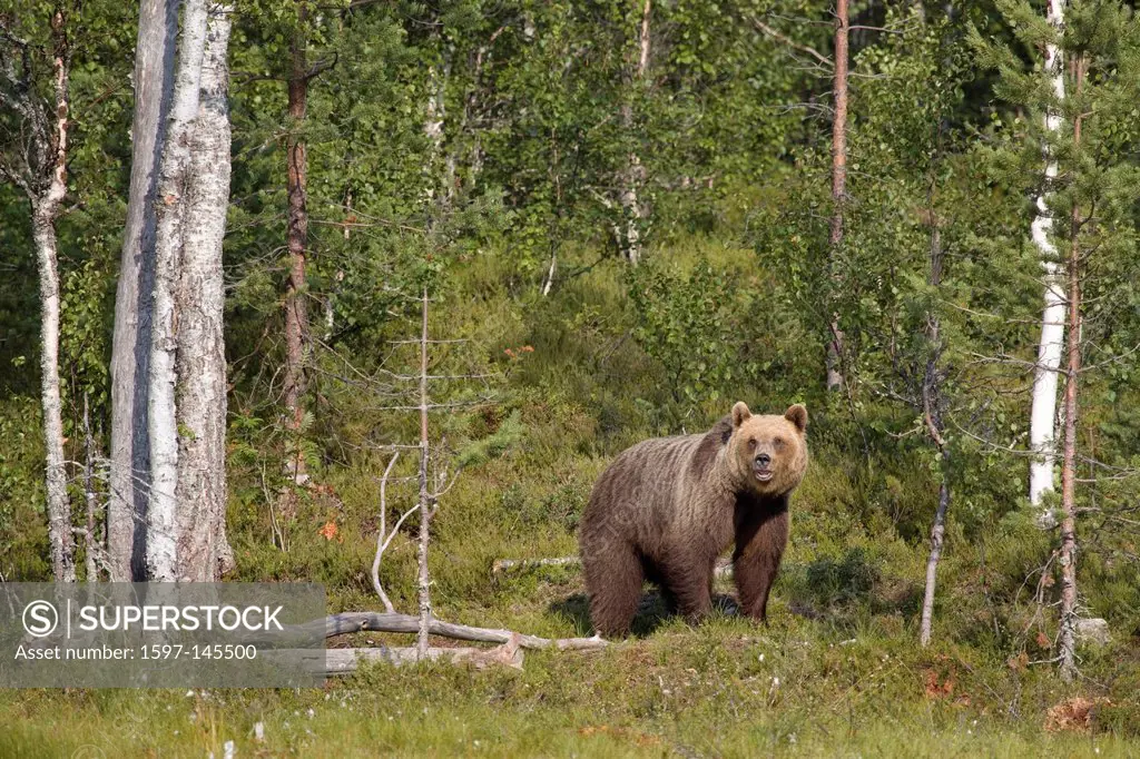 Europe, Scandinavia, Finland, wilderness, Wildlife, freedom, liberty, bear, wild animals, predators, animals, animal, omnivore, land predator, brown b...