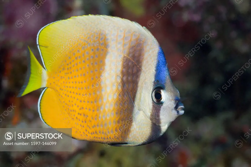 Kleins Butterflyfish, Chaetodon kleinii, Gau, Lomaiviti, Fiji, Butterflyfish, Butterfly fishes, Chaetodontidae, Perciformes, Chordata, Coalfish, Coral...