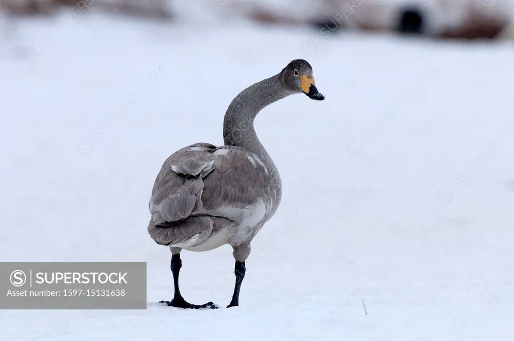 Whooper swan (Cygnus cygnus) young, Japan