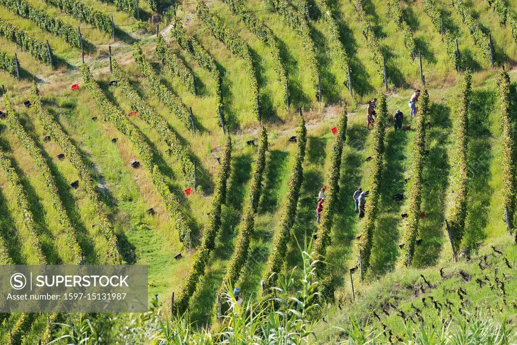 Italy, panorama of vineyards of Piedmont Langhe-Roero and Monferrato on the World Heritage List UNESCO the harvest. Italy, Piedmont, Vineyards