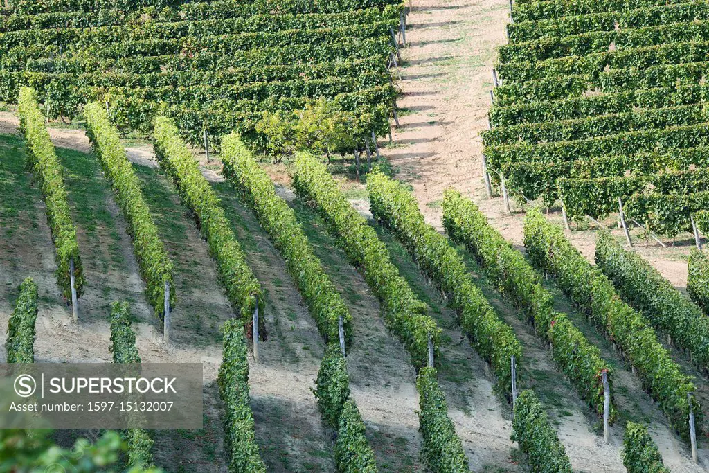 Italy, panorama of vineyards of Piedmont Langhe-Roero and Monferrato on the World Heritage List UNESCO. The Contini Tower near Canelli Italy, Piedmont...