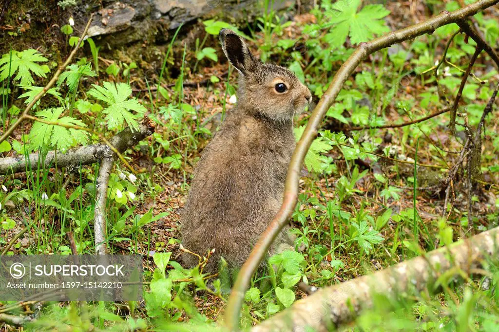 Mountain Hare, Lepus timidus, Leporidae, Hare, summer coat, mammal, animal, Rendalen, Hedmark, Norway