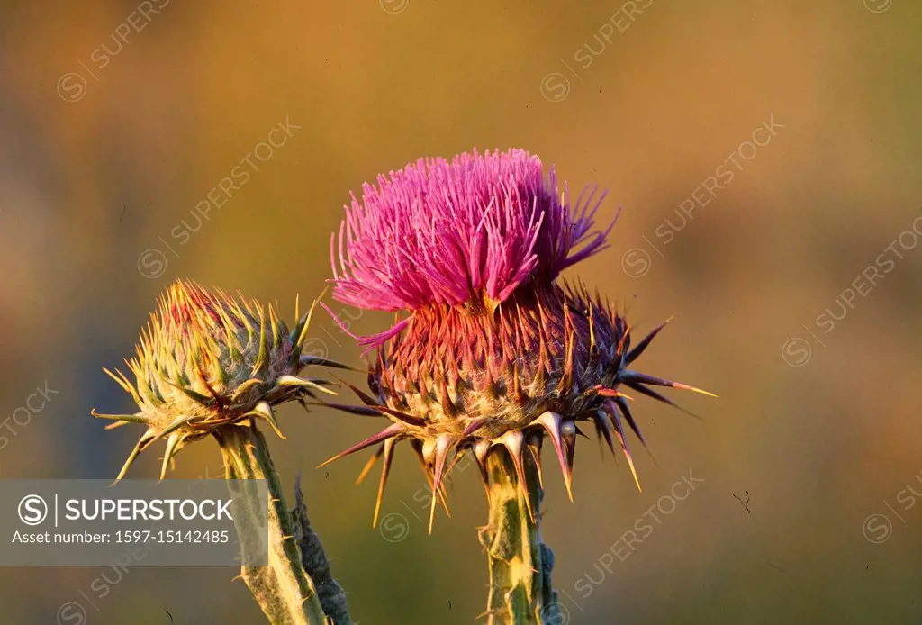 Illyrian Thistle, Onopordum illyricum, Asteraceae, Thistle, flower, blossom, detail, plant, Provence, France