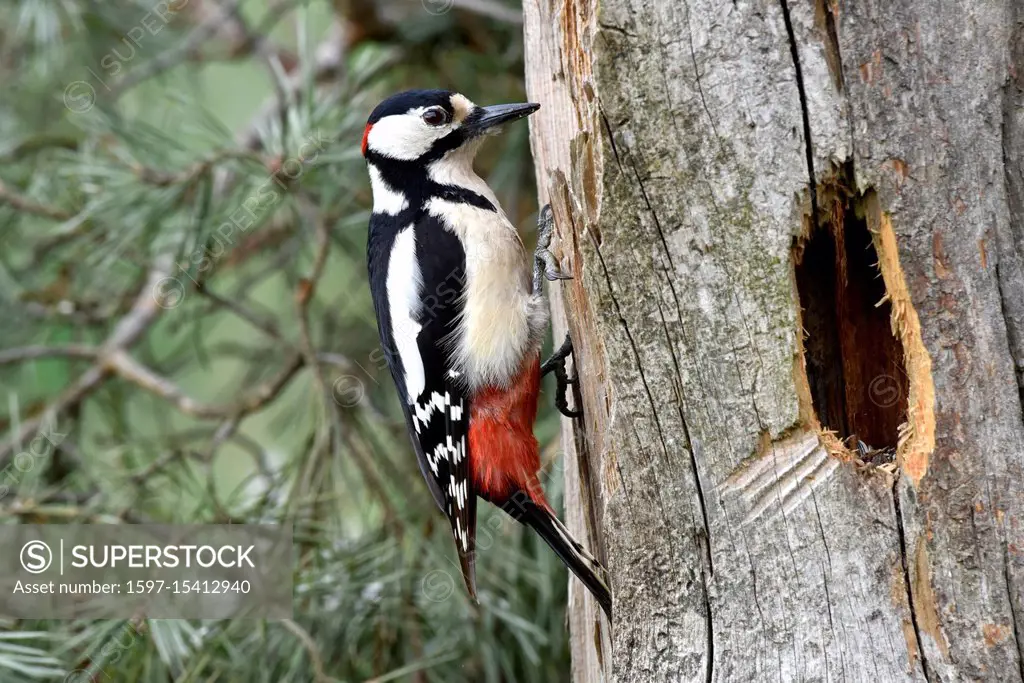 Spotted woodpecker, spotted woodpecker in the spring, spotted woodpeckers, real woodpeckers, big spotted woodpecker, red woodpecker, sign woodpecker, ...