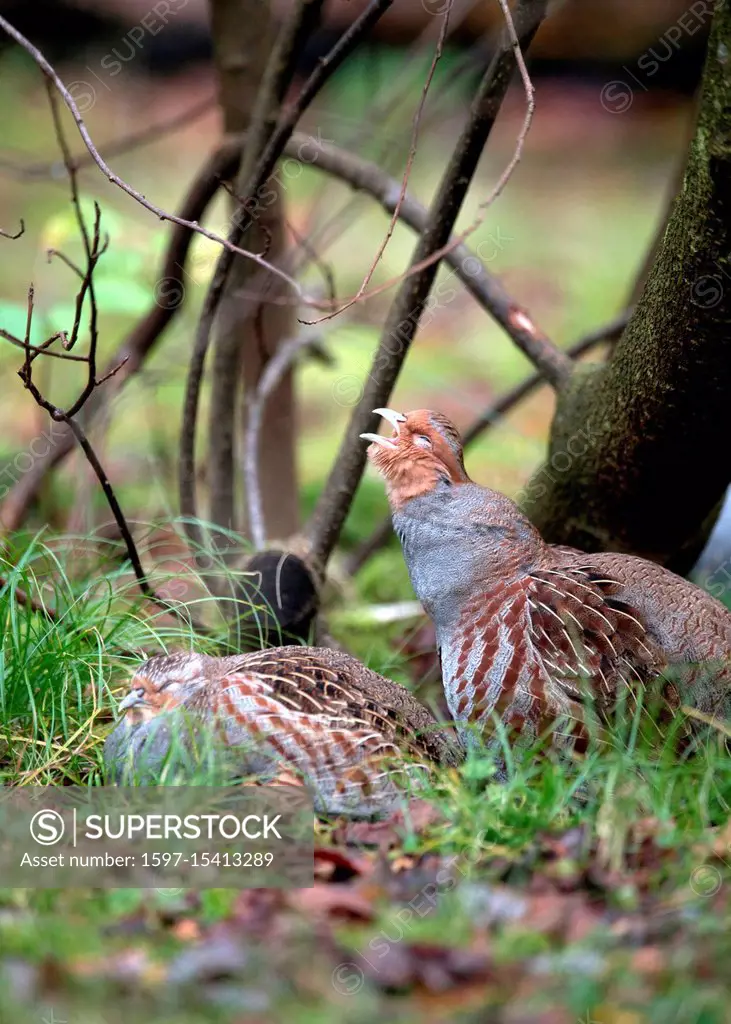 Pheasant-like, partridges, Galliformes, chickens, gallinaceous bird, gallinaceous birds, chain partridges, Perdix perdix, partridge, partridges, partr...