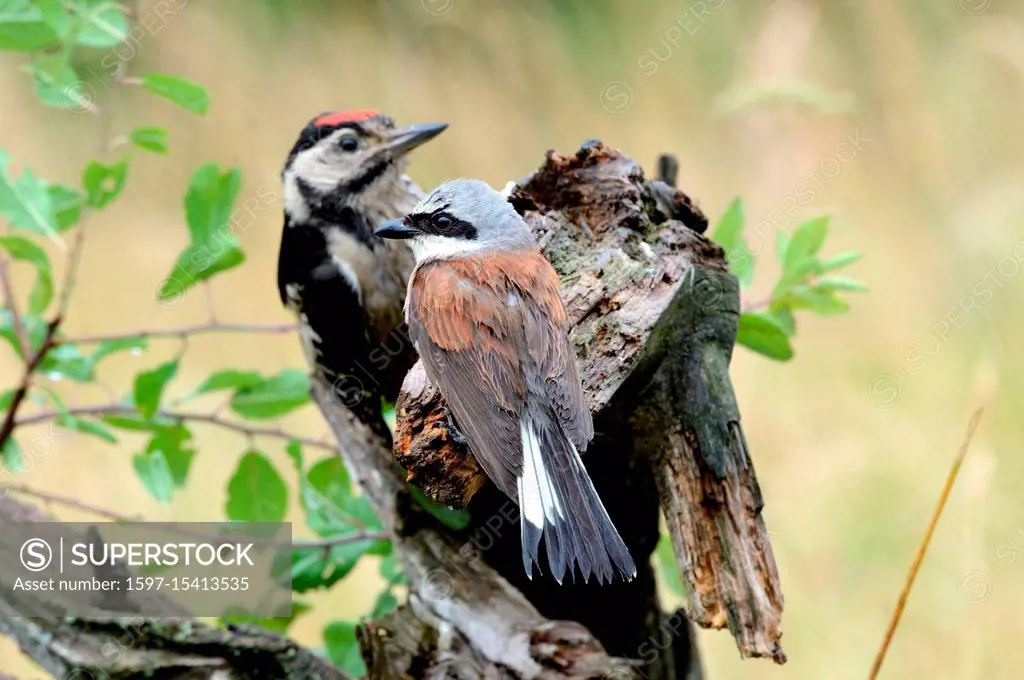 Spotted woodpecker, spotted woodpeckers, real woodpeckers, big spotted woodpecker, red woodpecker, sign woodpecker, woodpecker birds, bird, birds, for...