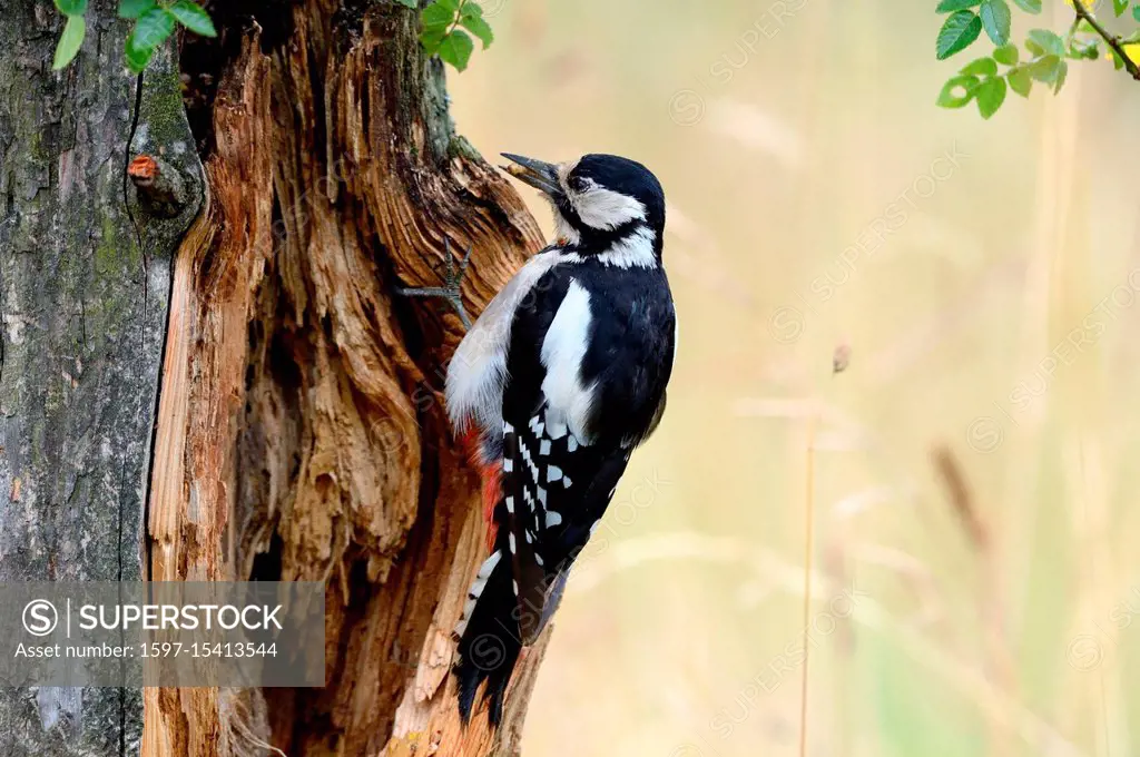 Spotted woodpecker, spotted woodpeckers, real woodpeckers, big spotted woodpecker, red woodpecker, sign woodpecker, woodpecker birds, bird, birds, for...