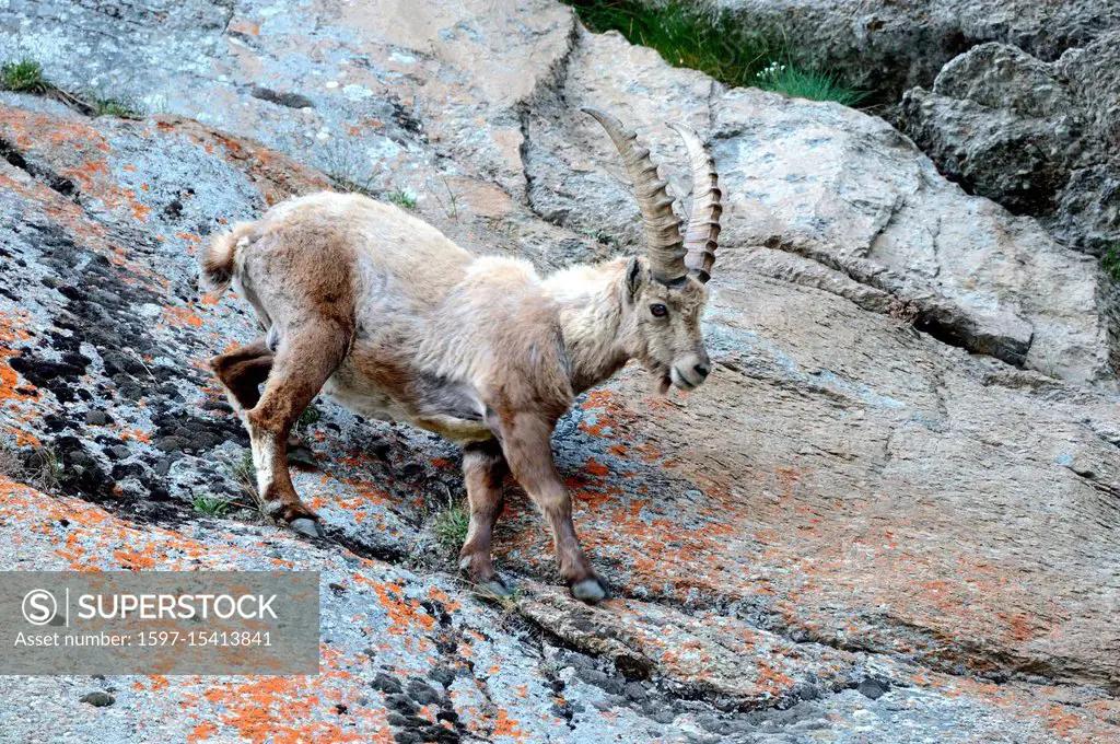 Capricorn, mountain goat, cloven-hoofed animal, ruminant, horn-rimmed bearer, Bovidae, Boviden, goats, goat-like, Capra ibex, mountains, horns, horns,...