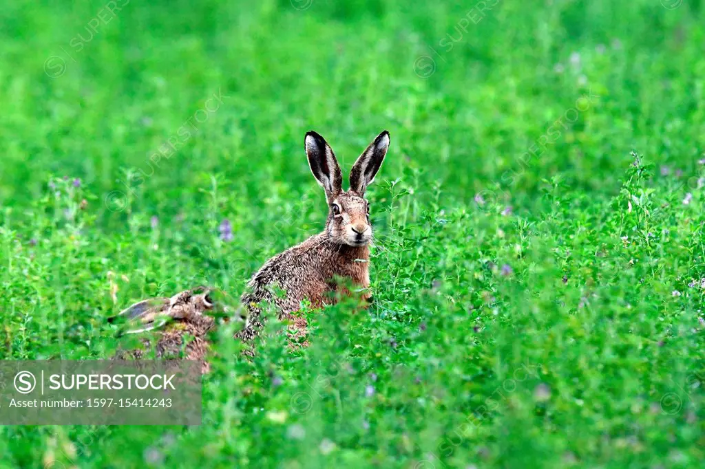 The crooked, field hare, field hare, free living person animals, hare, hare while feeding, hares, bunny, Lepus europaeus Pallas, Mümmelmann, mammals, ...