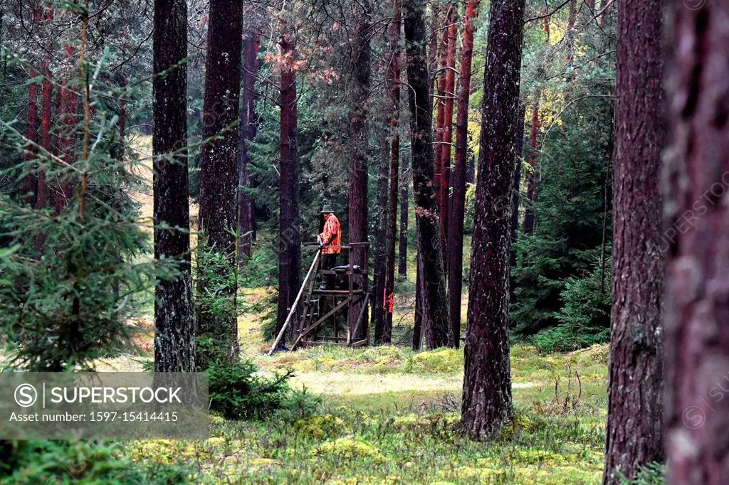 Ansitzjagd, driven hunt, driven hunt in October, Herbsliche hunt, autumn hunt, hunt, hunt in Central Europe, hunting impressions, hunting impressions,...