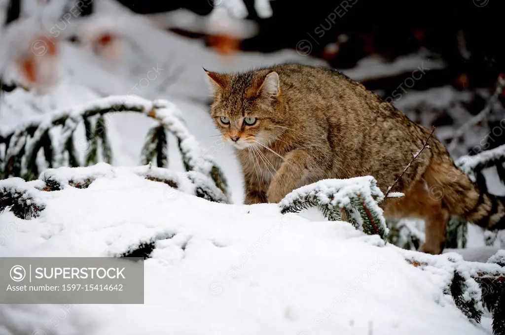 Felis silvestris, cat, cats, small cats, predator, predators, predatory game, snow, wild cats, wildcat, wildcat in the snow, wildcat in winter, wildca...