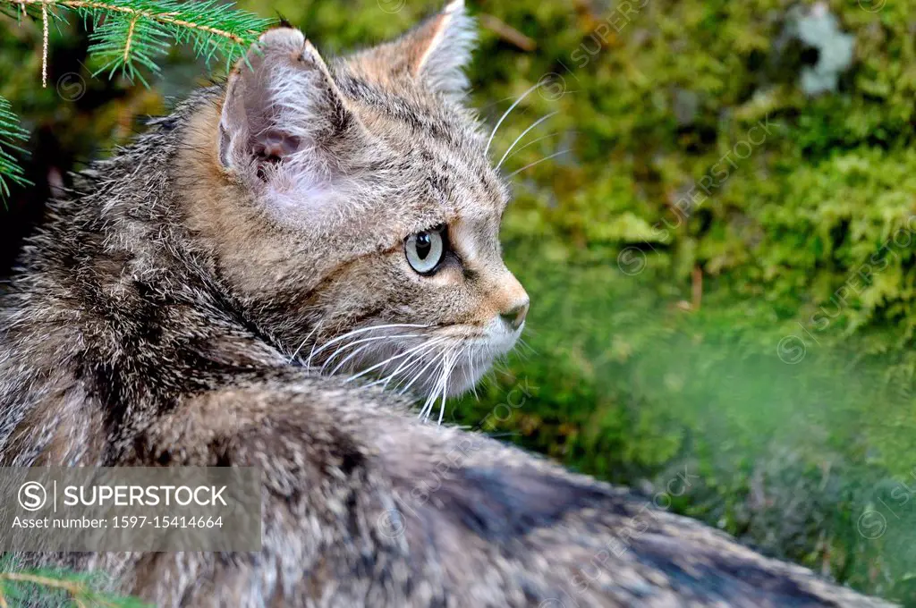 Local animals, Endemically, Felis silvestris, predators, predatory game, animals, W, game, wild cats, wildcat, wildcats, wildcats in the spring, wild ...