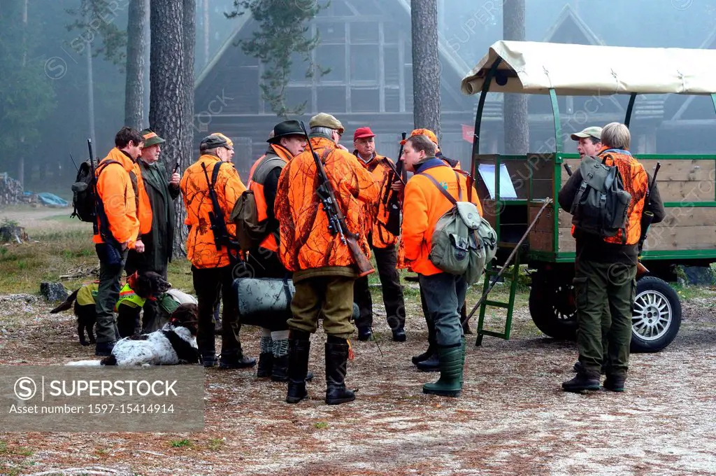 Autumnal driven hunt on red deer, hunt, hunting, driven hunt, red deer hunt, hunt on the red deer, hunting with dogs, November hunt, hunt of Bavarian ...