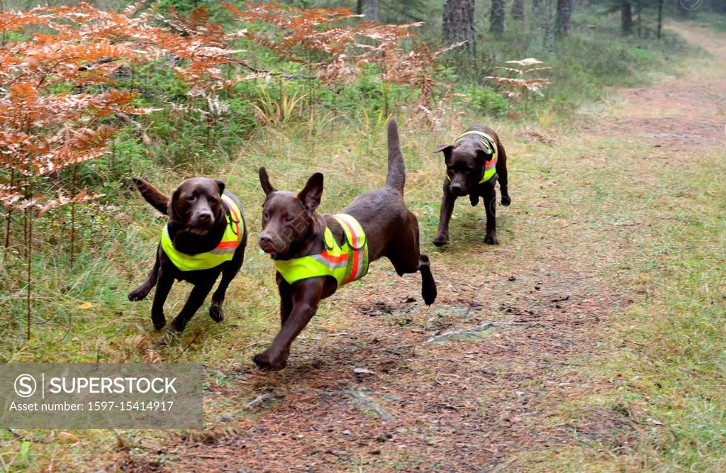 Autumnal driven hunt on red deer, hunt, hunting, driven hunt, red deer hunt, hunt on the red deer, hunting with dogs, November hunt, hunt of Bavarian ...