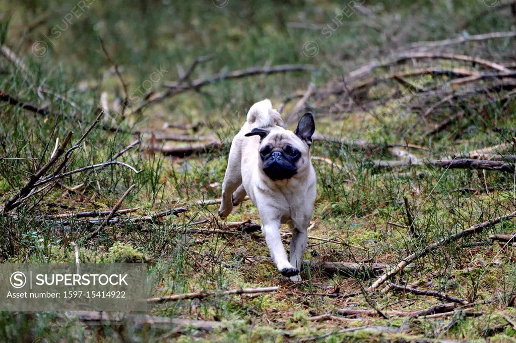 Autumnal driven hunt on red deer, hunt, hunting, driven hunt, red deer hunt, hunt on the red deer, hunting with dogs, November hunt, hunt of Bavarian ...