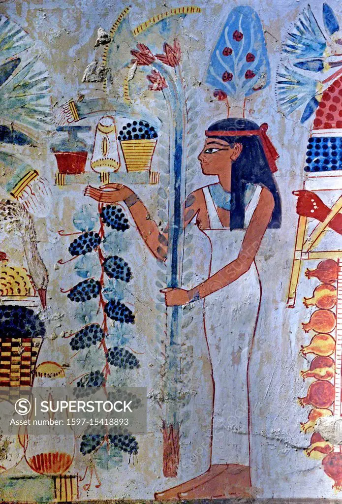 Luxor, Egypt, tomb of Menna or Menena (TT69) in the Nobles Tombs (Sheikh Abd El-Qurna necropolis): beautiful scenes of life with bunches of grapes