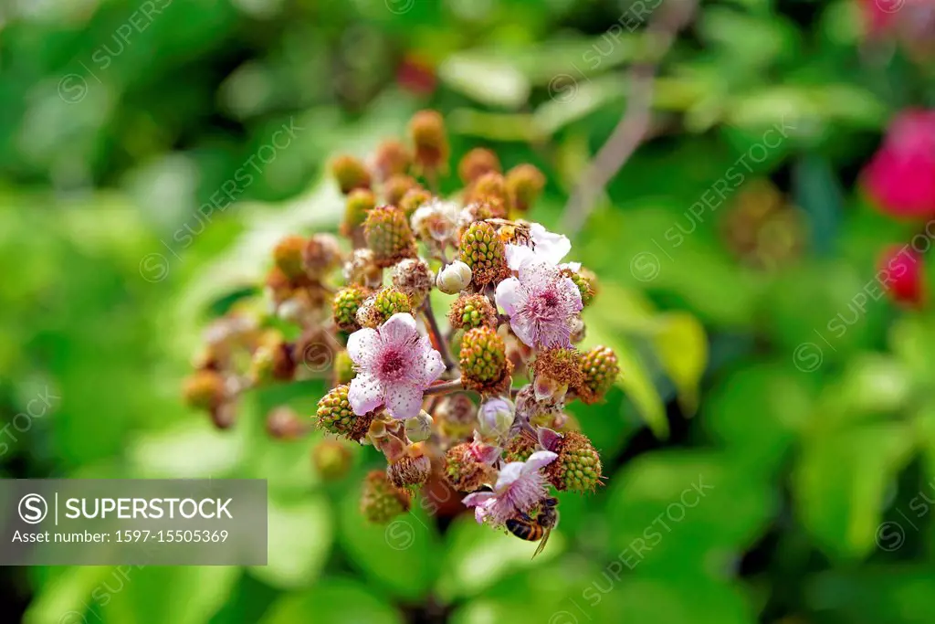 Europe, Italy, Veneto Veneto, Montegrotto Terme, via Scavi, blackberries, blossoms, pink, shrub, flowers, fruit, plants