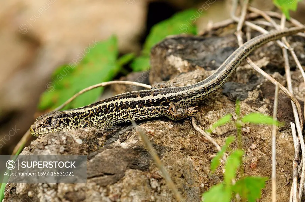 Sand Lizard, Lacerta agilis, Lacertidae, female, reptile, animal, Zizers, Canton of Graubünden, Switzerland