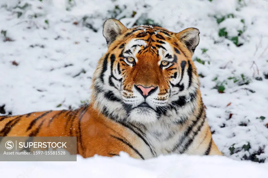 Amur Tiger