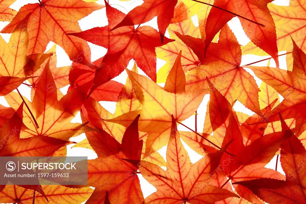 Maple, leaf, leaves, detail, isolated, back light, autumn, autumn color, autumn colors, autumn foliage, colouring, background, foliage, macro, pattern...