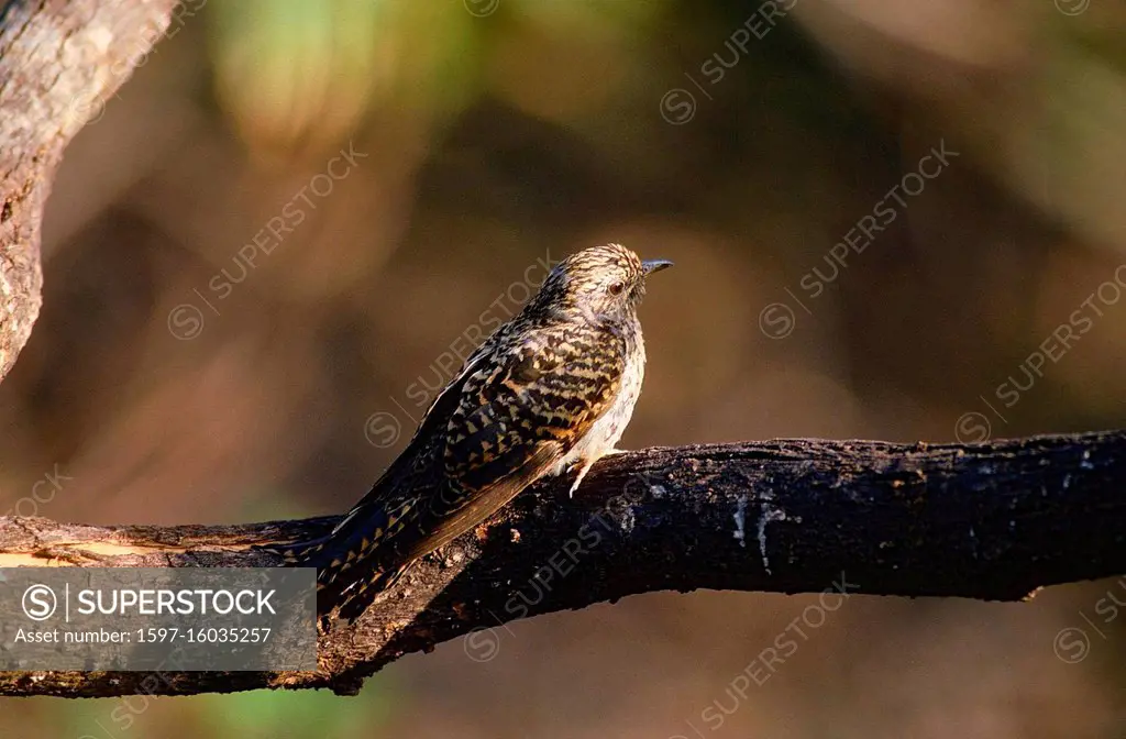 Brush Cuckoo, Cacomantis variolosus, Cuclidae, female, Cuckoo, bird, animal, Kakadu National Park, NT, Australia