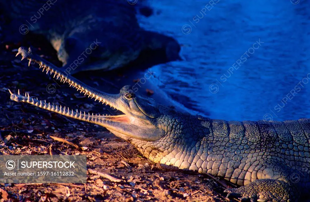 Gharial, Gavialis gangeticus, Gavialidae, Corocodile bank, Chennai, India