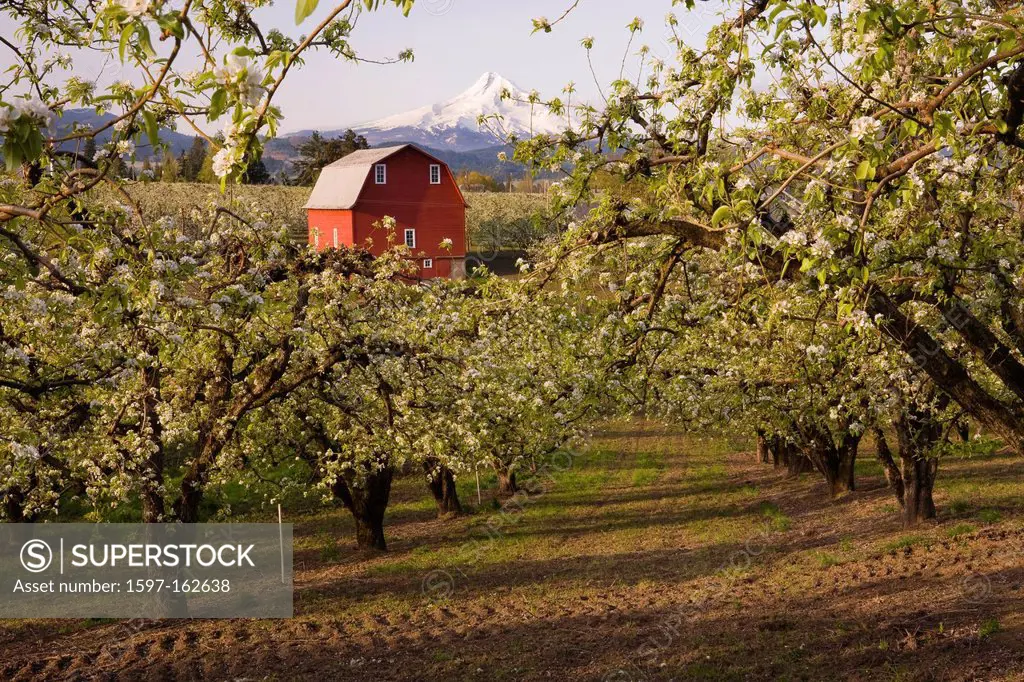 apple, apples, orchards, Columbia River, Gorge, Hood River, Oregon, USA, United States, America, blossoms, blooms, rows, Mt. Hood, glacier, glaciers, ...