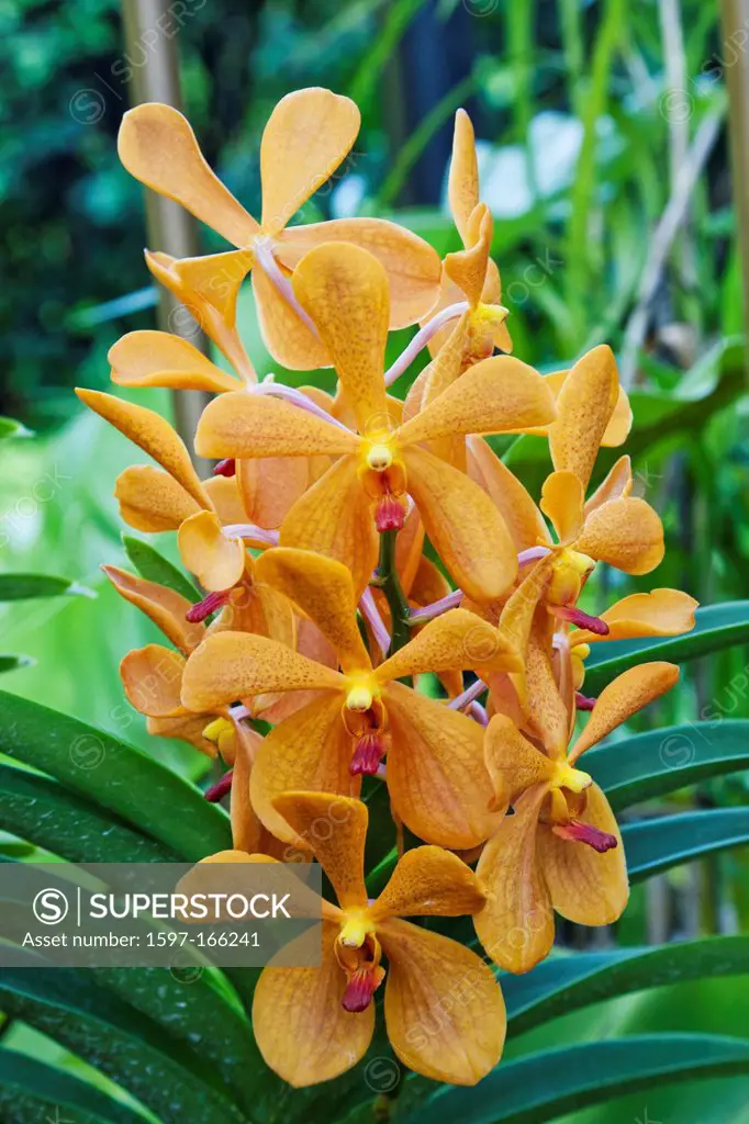 Asia, Singapore, Botanic Gardens, Botanical Gardens, Singapore Botanic Gardens, Singapore Botanical Gardens, Garden, Gardens, Orchid Garden, Orchid, O...