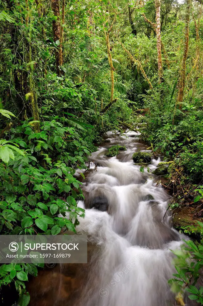 creek, tropical, cloud forest, rain forest, green, wet, lush, Chiriqui Viejo, Forest, Parque Nacional de Amistad, national park, UNESCO, Volcan, Panam...