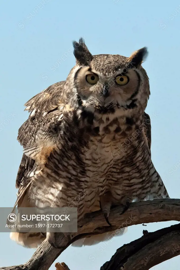 great horned owl, bubo virginianus, Arizona, owl, bird, USA, United States, America, raptor