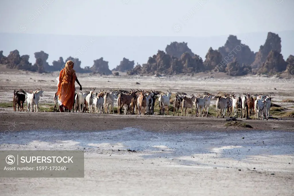 herd of goats, goats, nanny goats, Abbesee, Djibouti, Africa, scenery, landscape, nature, lake, lakes, agriculture, shepherd