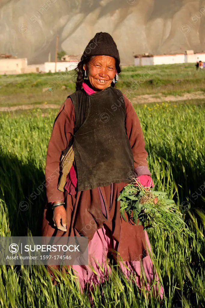 traditional, dress, costume, indigenous, person, woman, women, field, field work, portrait, Padum, Zanskar, Zanskar Valley, Kargil district, Kargil, J...